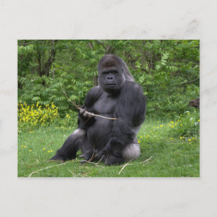 Gorilla Vykort