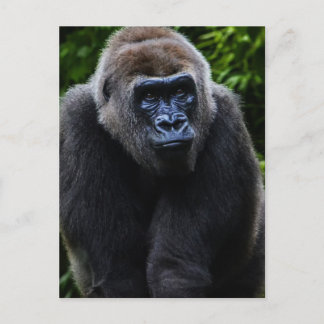 Gorilla Vykort