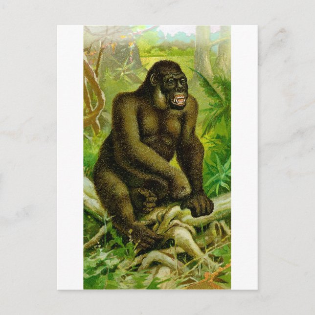 Gorilla Vykort (Framsida)
