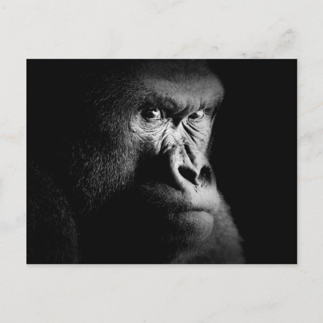 Gorilla Vykort (Framsida)