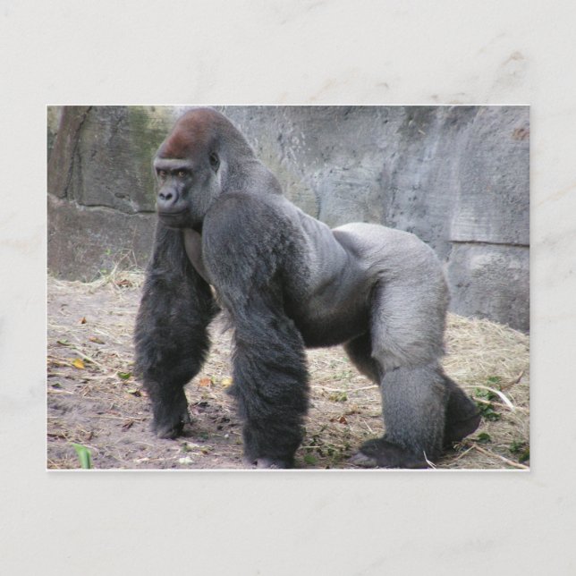 Gorilla Vykort (Framsida)