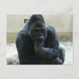 Gorilla Vykort