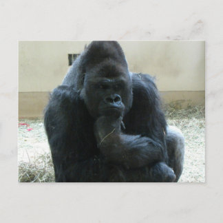 Gorilla Vykort