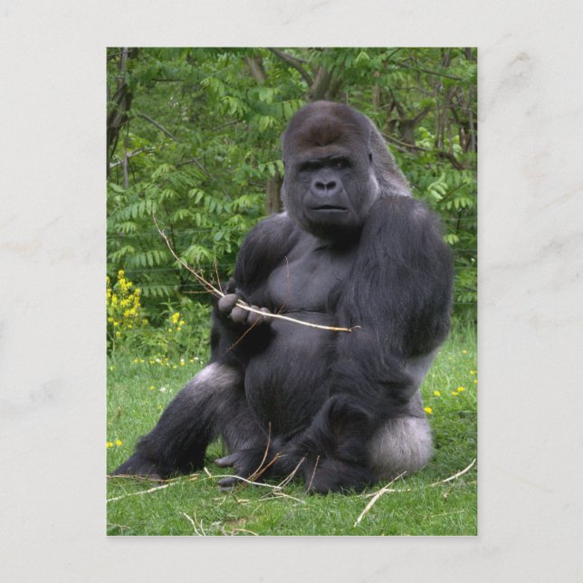 Gorilla Vykort (Framsida)