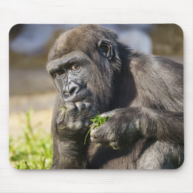 Gorilla Youngster Musmatta (Framsidan)