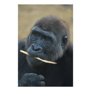 Gorilla Youngster Shufai Fototryck