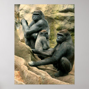 Gorillafamiljaffisch Poster
