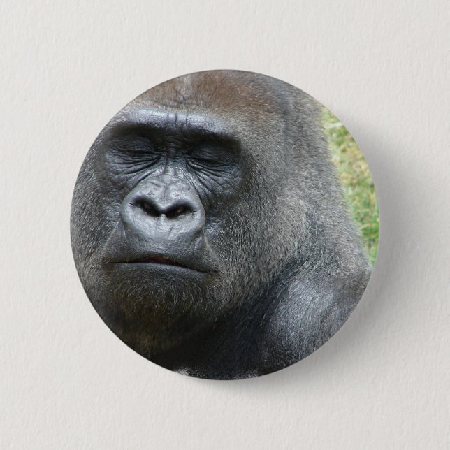 Gorillalooken knäppas knapp (Framsida)