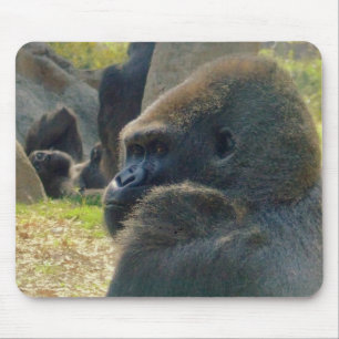 Gorillamusen vadderar musmatta