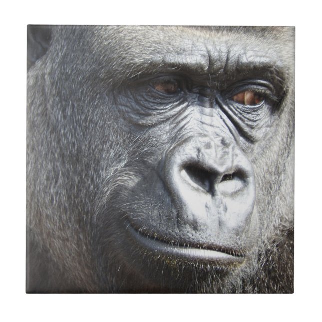 Gorillan belägger med tegel kakelplatta (Framsidan)