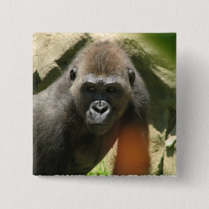 Gorillan kvadrerar knäppas knapp
