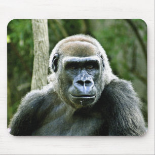 Gorillan profilerar musen vadderar musmatta