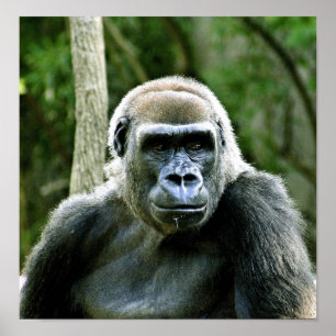 Gorillan profilerar trycket poster