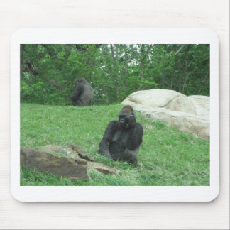 Gorillapic Musmatta