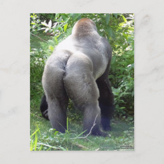Gorillas baksida vykort
