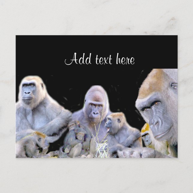 Gorillas & Chimpanzees_ Vykort (Framsida)