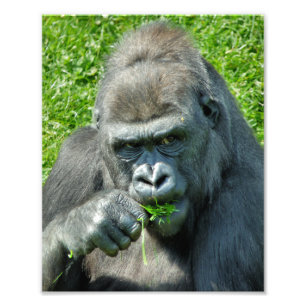 GORILLAS FOTOTRYCK