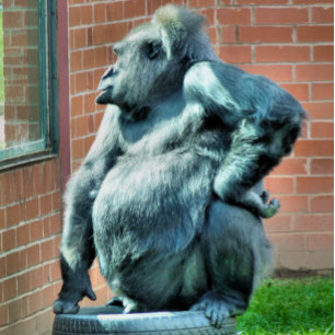 GORILLAS KORT
