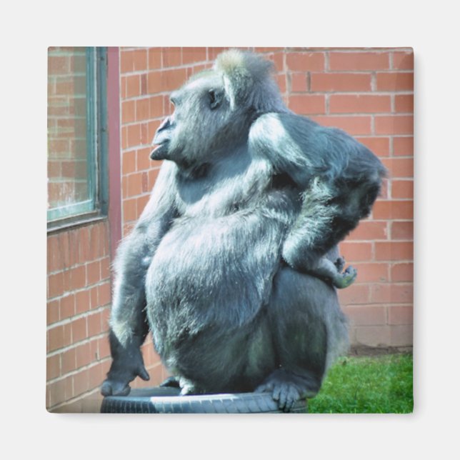GORILLAS MAGNET (Framsidan)