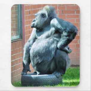 GORILLAS MUSMATTA