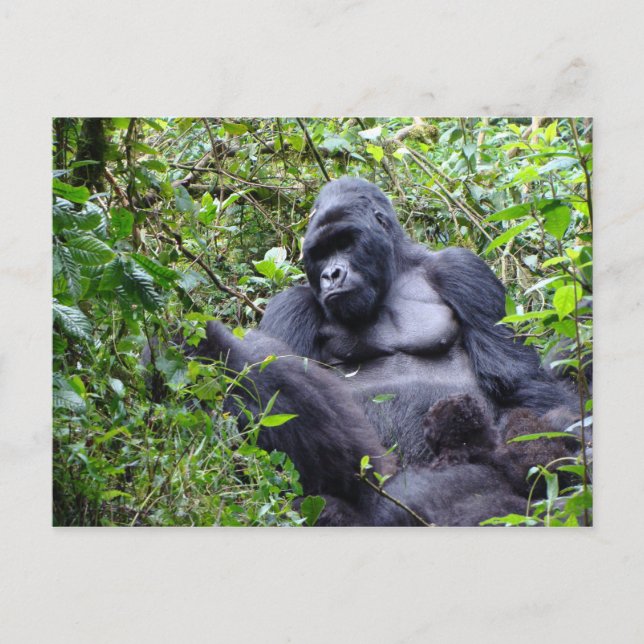 Gorillas-Rwanda-vykort Vykort (Framsida)