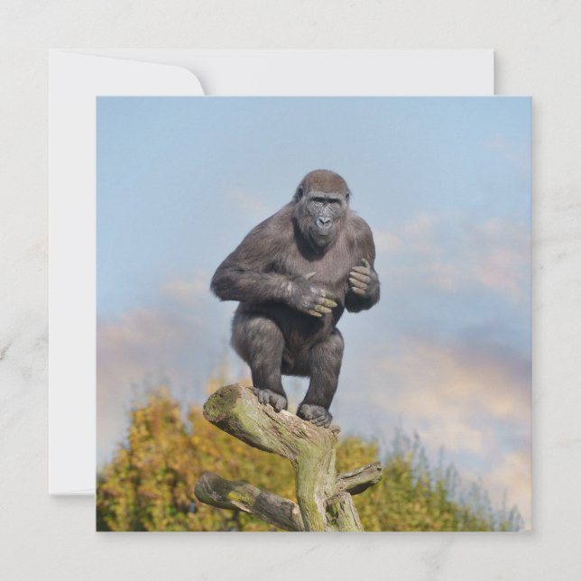 Gorillas Träd-Balancing Act (Framsida)