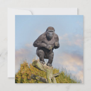 Gorillas Träd-Balancing Act