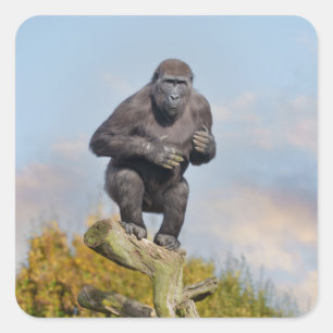 Gorillas Träd-Balancing Act Fyrkantigt Klistermärke