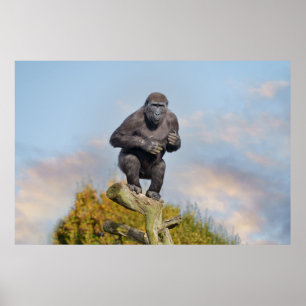 Gorillas Träd-Balancing Act Poster