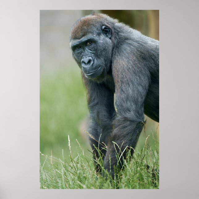 Gorillas tranquil Meadow Porträtt Poster (Framsidan)
