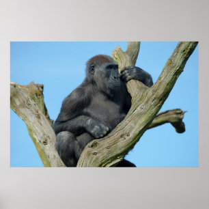 Gorillas tranquil Träd Perch Poster