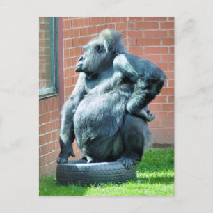 GORILLAS VYKORT