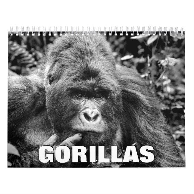 Gorillas Wall Calendar Kalender (Omslag)