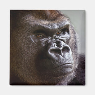 GorillaSilverbackmagnet Magnet