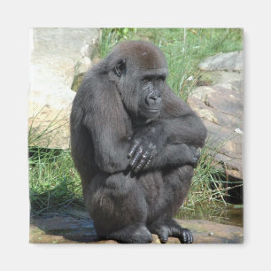 Gorillasittamagnet Magnet