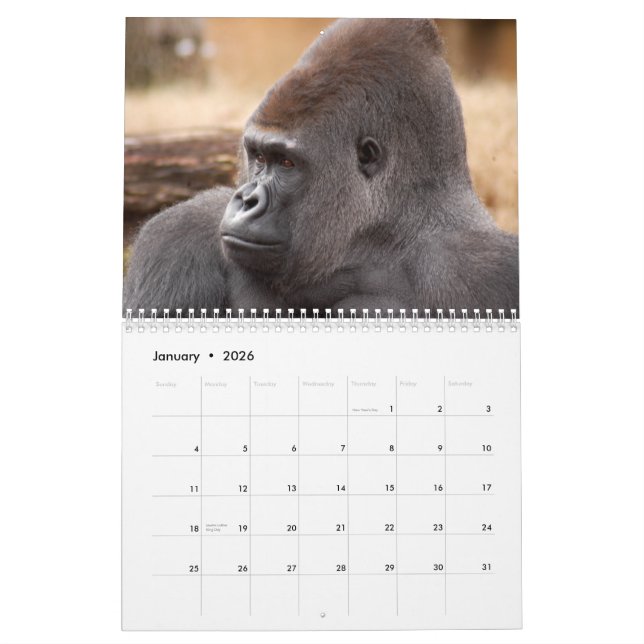 Gorillor Calendar, gorillor Kalender (Jan 2026)