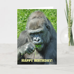 GORILLOR KORT
