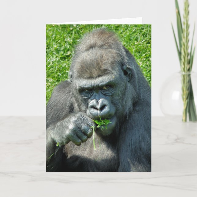 GORILLOR KORT (Framsida)