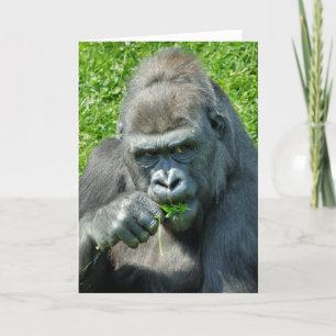 GORILLOR KORT