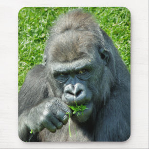 GORILLOR MUSMATTA
