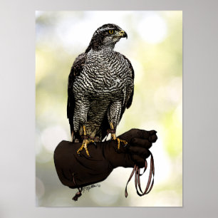 Goshawk på handsken poster