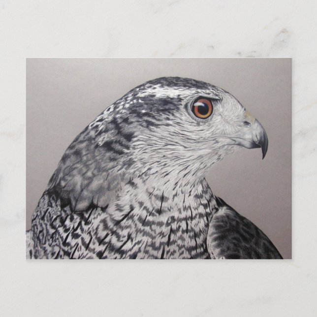 Goshawk Postcard Vykort (Framsida)