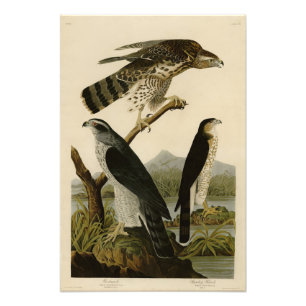 Goshawk, Stanley Hawk, Audubon's Birds of America Fototryck