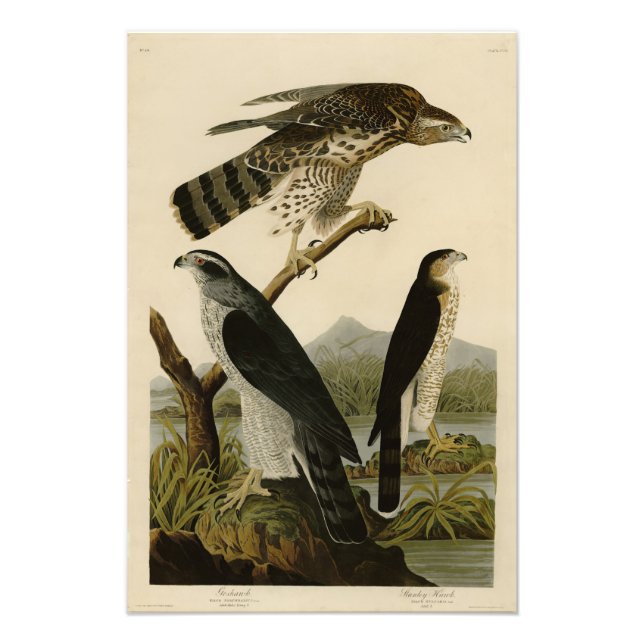 Goshawk, Stanley Hawk, Audubon's Birds of America Fototryck (Framsidan)