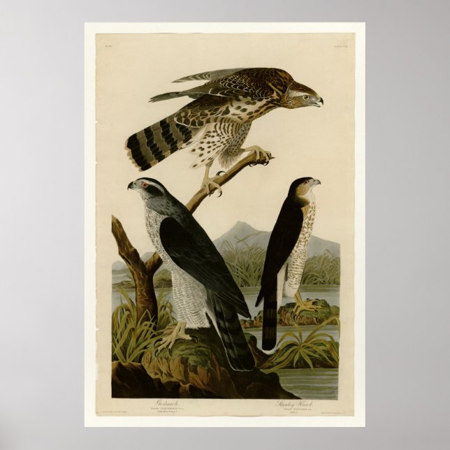 Goshawk & Stanley Hawk Poster (Framsidan)