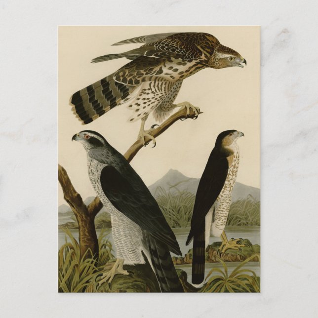 Goshawk & Stanley Hawk Vykort (Framsida)