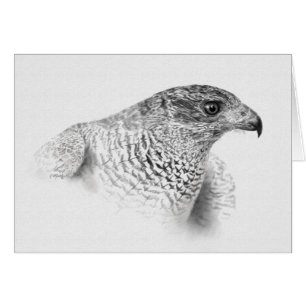 Goshawk Teckning Hälsningskort