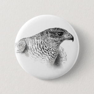 Goshawk Teckning Knapp
