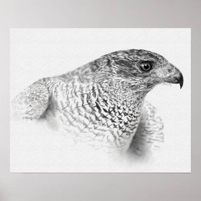 Goshawk Teckning Poster (Framsidan)