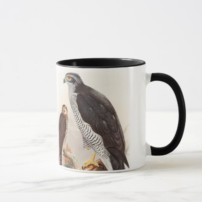 GoshawkJohn Gould fåglar av det Storbritannien Mugg (Höger)